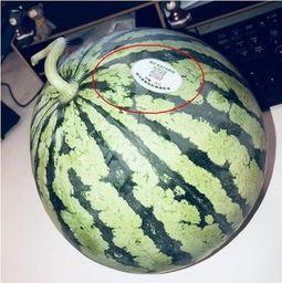 广西吃瓜网红,揭秘当地美食风潮背后的故事